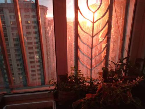 Indoor Plant Balcony Garden Setup