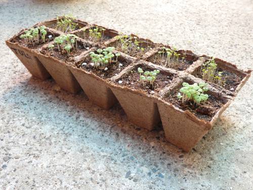 Indoor Plant Biodegradable Potting Options