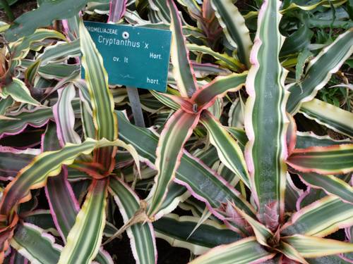 Indoor Plant Breeding and Hybridization