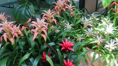 Indoor Plant Bromeliad Care