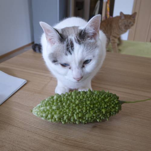 Indoor Plant Companion Animals