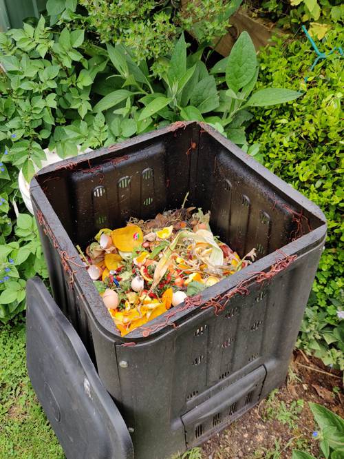 Indoor Plant Composting Challenges
