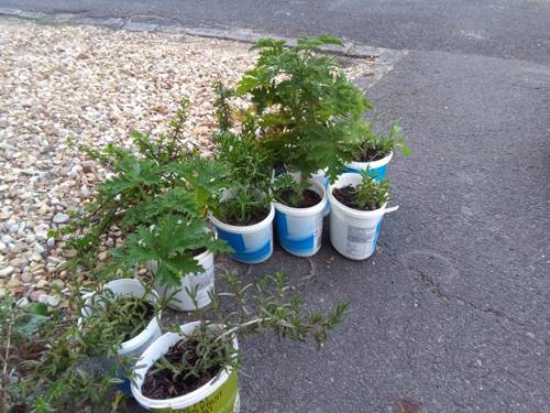 Indoor Plant Container Recycling Ideas