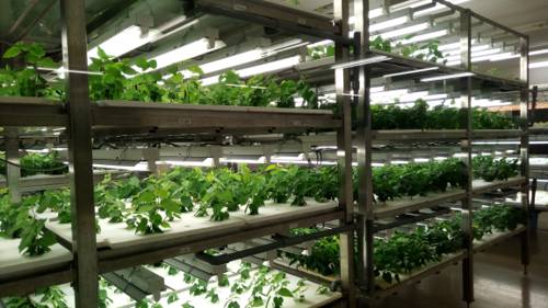 Indoor Plant Cultivation in Hydrostatic Systems