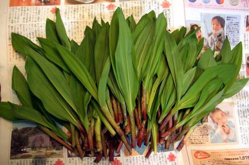 Indoor Plant Edible Leaf Varieties