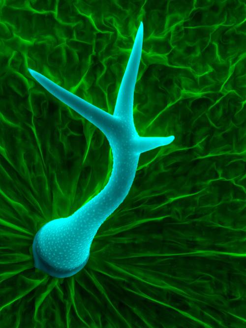 Indoor Plant Epidermis Functions