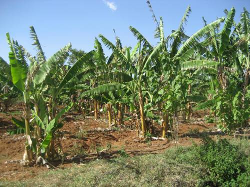 Indoor Plant Fertilization Strategies