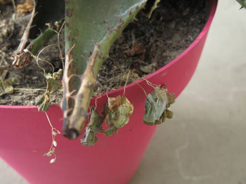Indoor Plant Gravity Irrigation Techniques