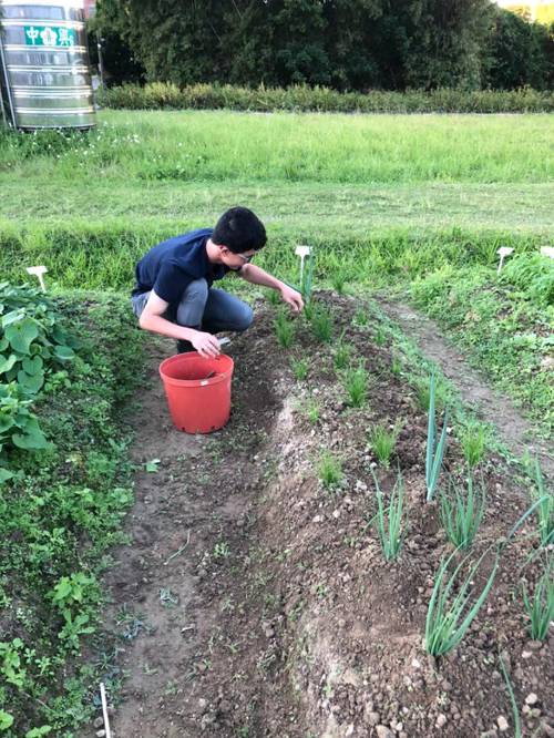 Indoor Plant Growth Hormone Application