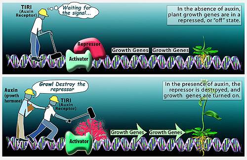Indoor Plant Growth Regulators and Hormones