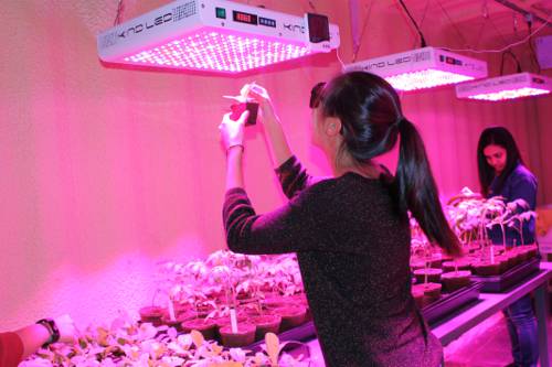 Indoor Plant Growth Stimulation with LED Lights