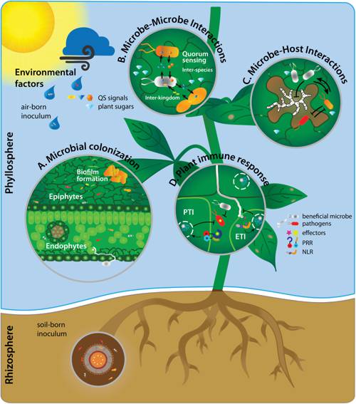Indoor Plant Growth-Supportive Microorganisms