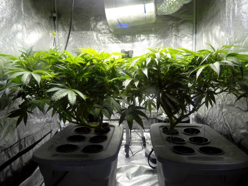 Indoor Plant Growth Under Colored Lighting