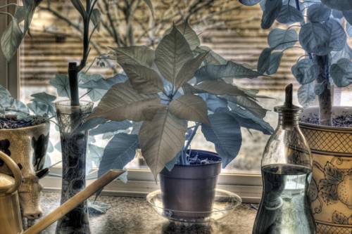 Indoor Plant Infrared Growth Monitoring