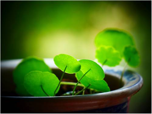 Indoor Plant Leaf Humidity Interaction