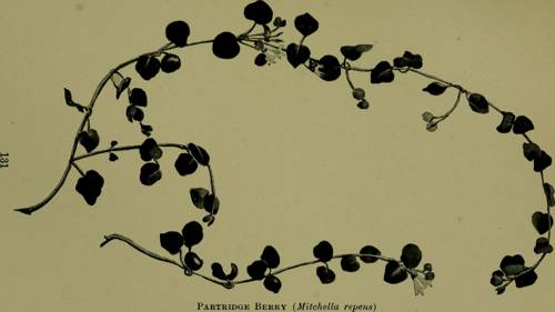 Indoor Plant Leaf Shape Analysis