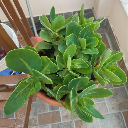 Indoor Plant Leaf Shape and Functionality