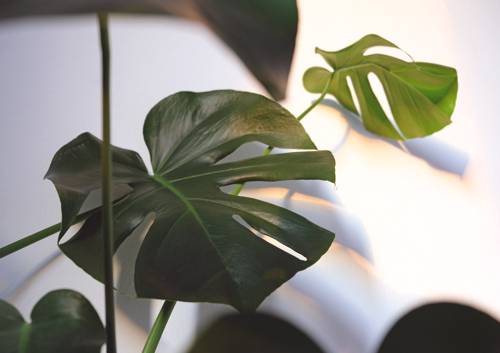 Indoor Plant Leaf Shedding Causes and Solutions