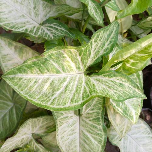 Indoor Plant Leaf Variegation