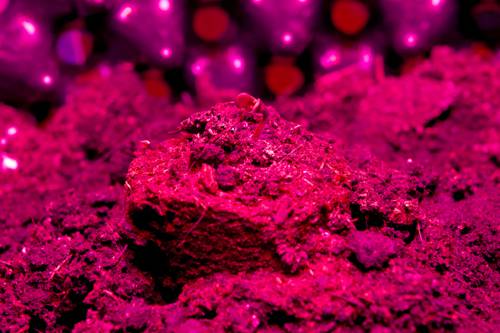 Indoor Plant LED Lighting Innovations