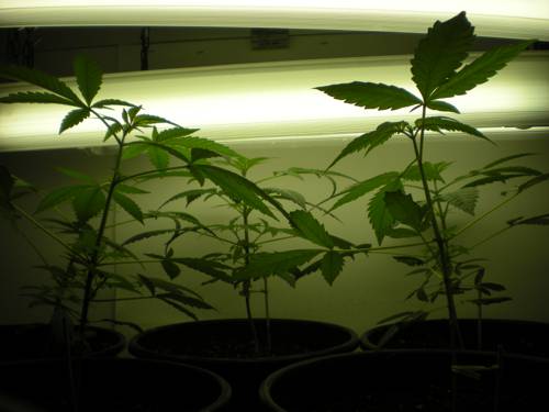 Indoor Plant Lighting Spectrum and Effects
