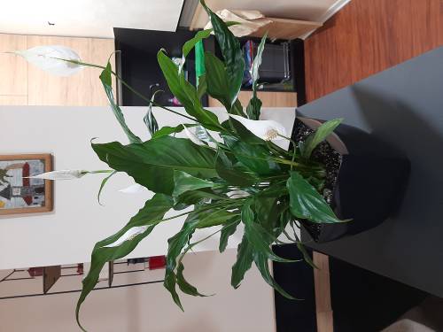 Indoor Plant Mobile Apps for Custom Care