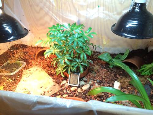 Indoor Plant Mulching Techniques