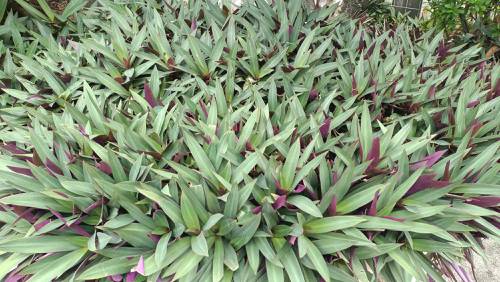 Indoor Plant Nitrogen Cycle Management