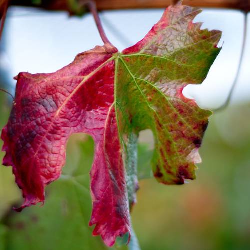 Indoor Plant Nutrient Deficiencies