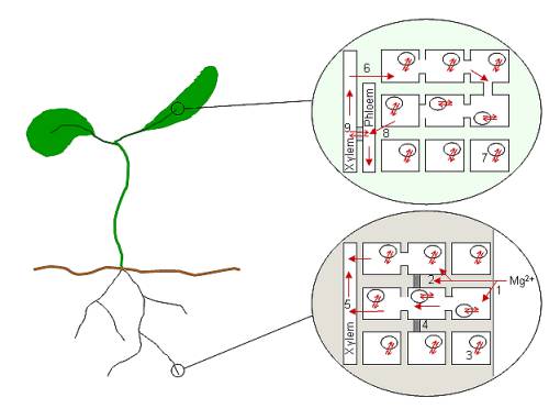 Indoor Plant Nutrient Transport Mechanisms