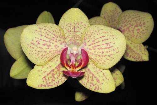 Indoor Plant Orchid Hybridization