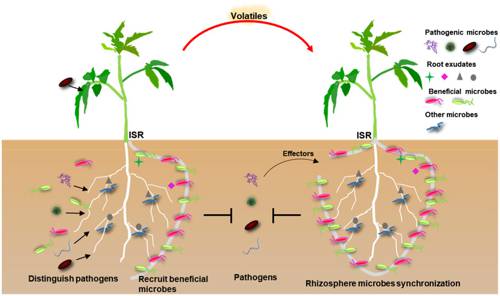 Indoor Plant Pathogen Resistance Development