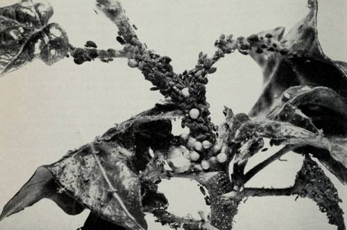 Indoor Plant Pest Biological Control Strategies