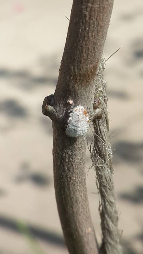 Indoor Plant Pests: Identification and Removal