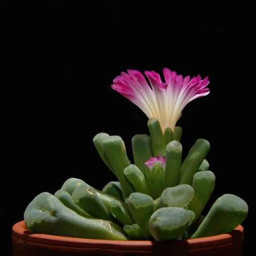 Indoor Plant pH and Acidity Management