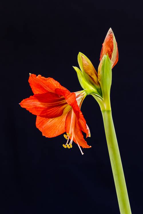 Indoor Plant Phenology and Activity Cycles