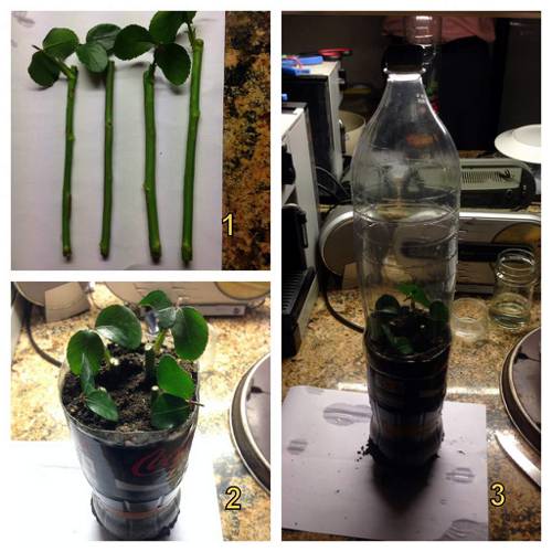 Indoor Plant Propagation from Cuttings