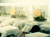 Indoor Plant Propagation Using Tissue Culture