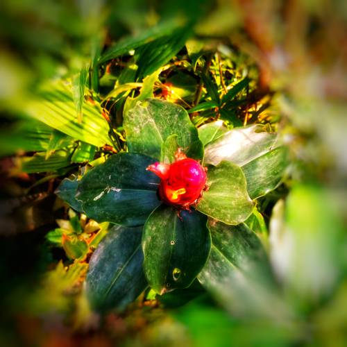 Indoor Plant Pruning and Maintenance