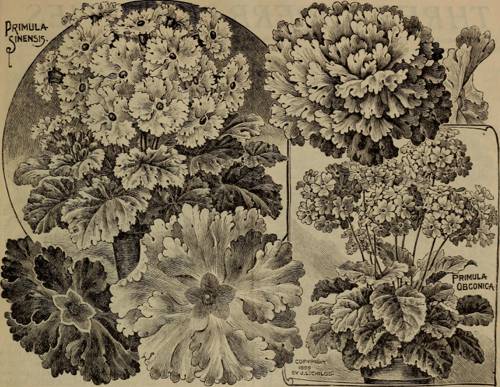 Indoor Plant Relationship with Beneficial Insects