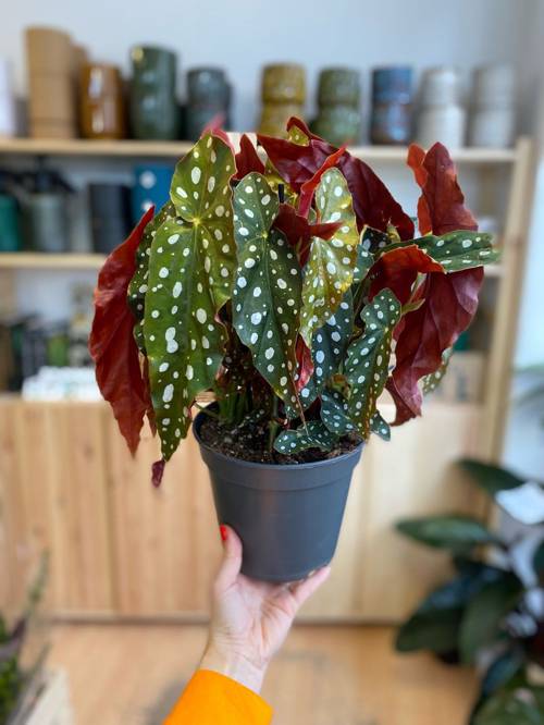 Indoor Plant Resilience to Low Humidity