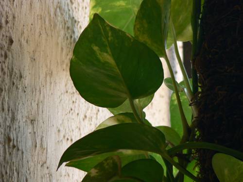 Indoor Plant Root Aeration Techniques