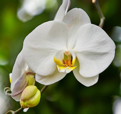 Indoor Plant Root Health