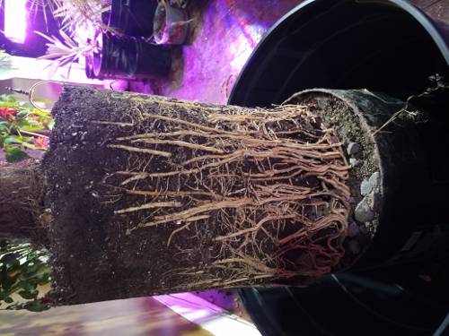 Indoor Plant Root Rot Prevention and Management