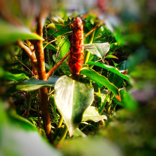 Indoor Plant Root Structures and Care