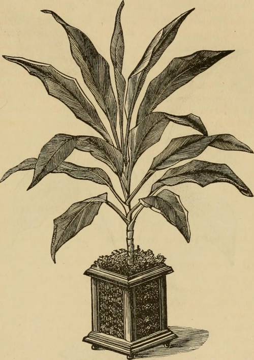 Indoor Plant Rotational Gardening