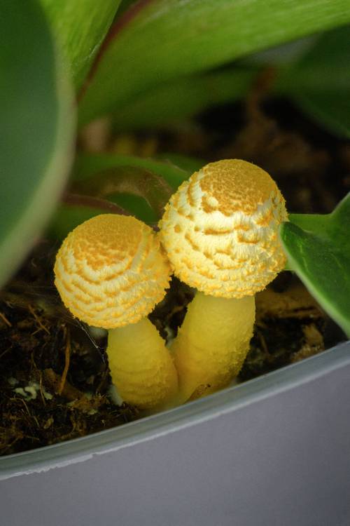 Indoor Plant Safety and Toxicity