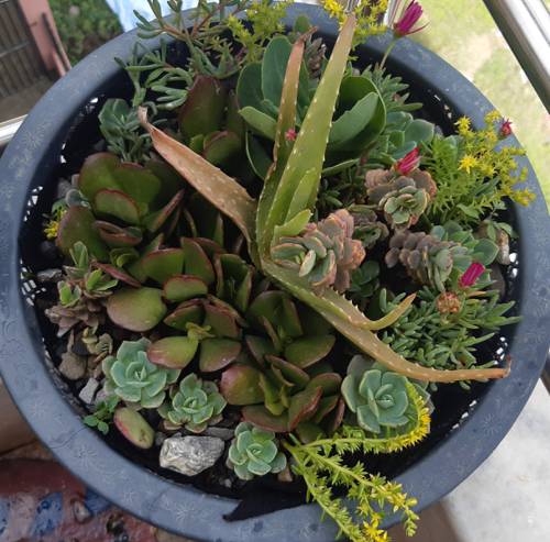 Indoor Plant Safety for Children