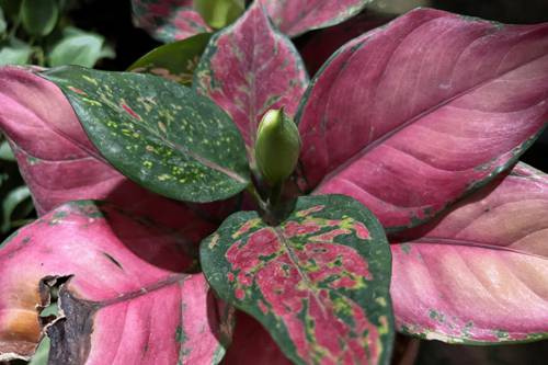 Indoor Plant Seasonal Flowering Patterns