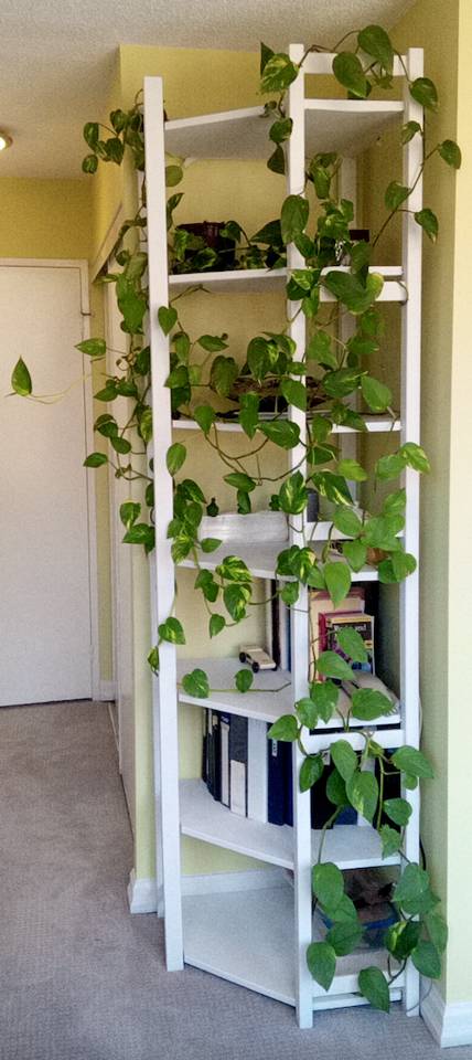 Indoor Plant Seasonal Lighting Adjustments